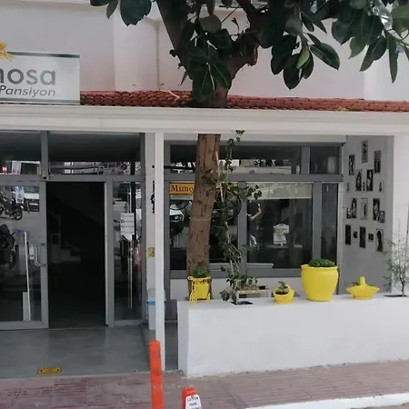 Mimosa Kaş