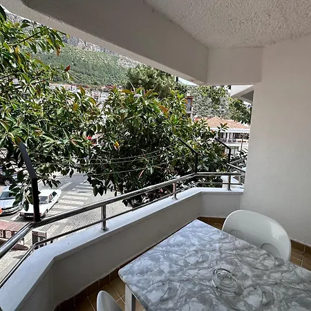 Mimosa * Kaş