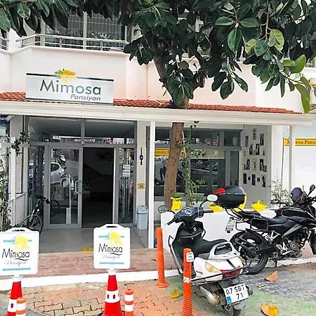 Mimosa * Kaş