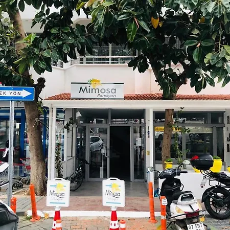 Mimosa * Kas