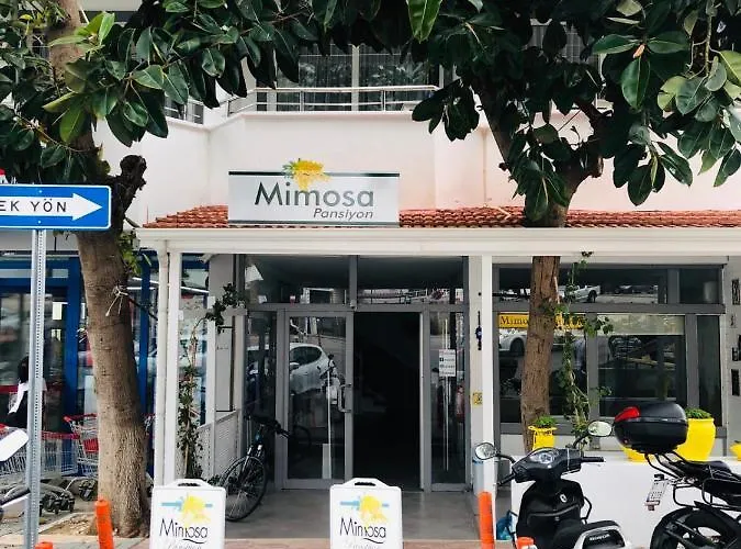 Mimosa * Kaş